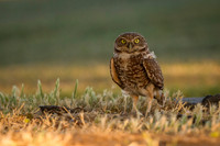 Burrowing Owl