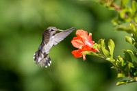 Anna's Hummingbird
