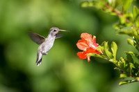 Anna's Hummingbird with pomegranate flower