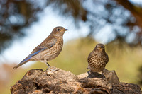 Western Bluebirds