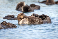 Southern Sea Otters