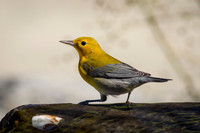 Prothonotary Warbler