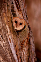 Barn Owl baby