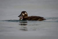 Surf Scoter