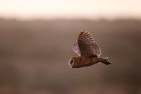 Barn Owl