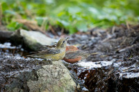 Red Crossbills