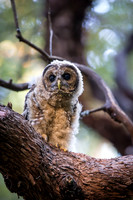 Spotted Owls
