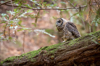Spotted Owls