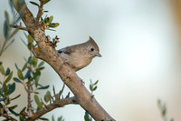 Oak Titmouse