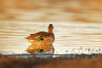 Green-Winged Teal at sunset (female)