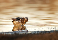 Green-Winged Teal at sunset (female)
