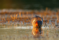 Green-Winged Teal at sunset (male)