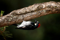 Acorn Woodpecker
