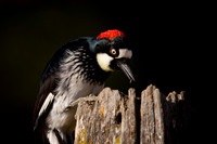 Acorn Woodpecker
