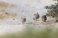 California Quail babies