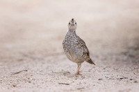 California Quail baby