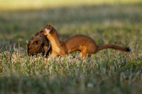 Mom Weasel brings home a gopher