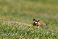 Flying Weasel
