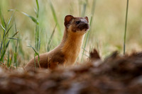Timid Weasel baby emerges from the gopher tunnel system