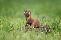 Mom Long-Tailed Weasel
