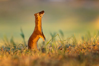 Long-Tailed Weasel baby