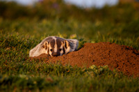 American Badger at sunset