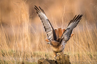 Redtail Hawk