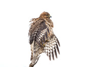 Red-Shouldered Hawk
