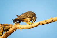 Peregrine Falcon with Prey