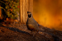 California Quail Male at sunset