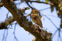 Pacific-Slope Flycatcher