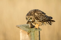 Short-Eared Owl with lunch