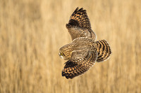Short-Eared Owl