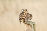 Short-Eared Owl Preens