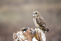 Short-Eared Owl oversees it's terrain