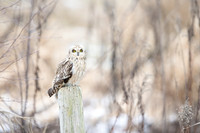 Short-Eared Owl winter