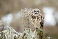 Short-Eared Owl yawn