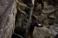 Nesting Pigeon Guillemot