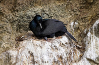 Pelagic Cormorant with chick