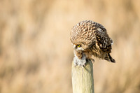 Short-Eared Owl with Townsend's Vole