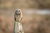 Short-Eared Owl yawn