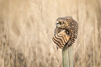 Short-Eared Owl shows uropygial gland