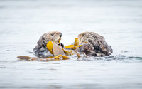 Southern Sea Otters