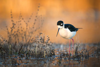 Black-Necked Stilt forages at sunset