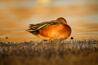 Cinnamon Teal (Male)