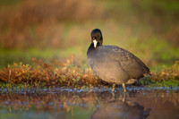 Coot at sunset