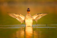 Green-Winged Teal (male)