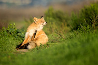 Red Fox with an itch