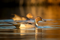 Northern Pintail