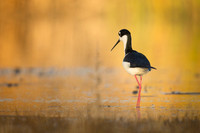 Black-Necked Stilt at sunset